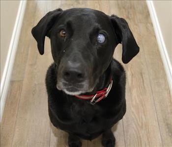 Black dog with brown tile background