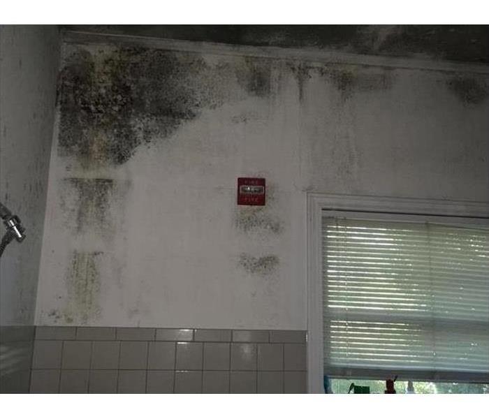 Bathroom wall covered with mold