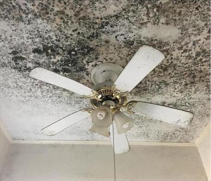 Mold damage on ceiling, ceiling fan