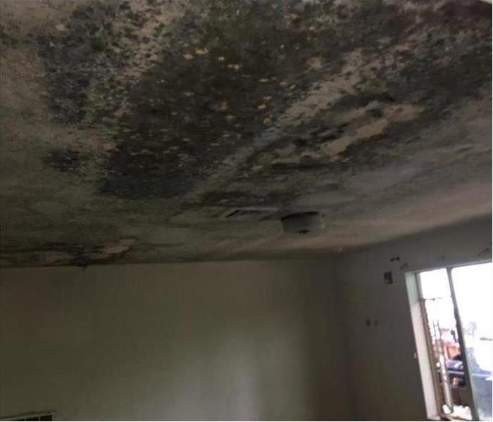 Ceiling of a home covered with mold